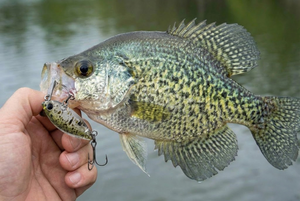Crappie caught on JDM micro plug