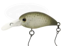  ティモン パニクラダッシュ 