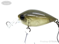  ディスプラウト チャタクラ 