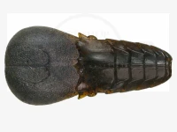  イッセイ AKパンチ フラット 4インチ