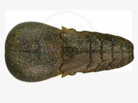  イッセイ AKパンチ フラット 4インチ